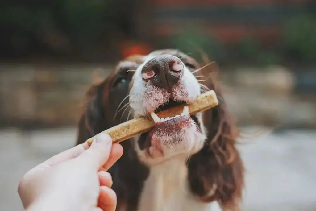Top Dental Chews to Keep Dogs Healthy