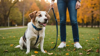 Top Dog Accessories to Enhance Your Furry Friend's Lifestyle - Talis Us
