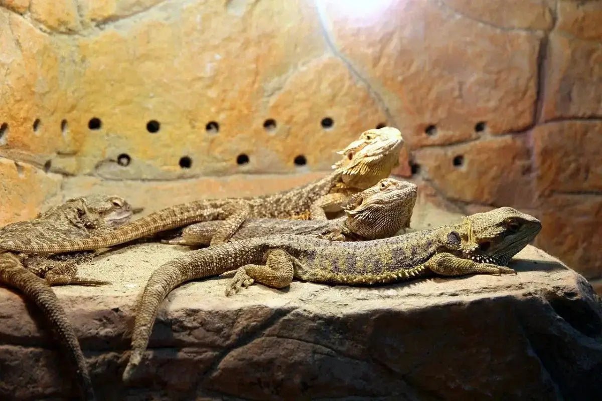 Top Heat Lamps and Mats for Reptile Care