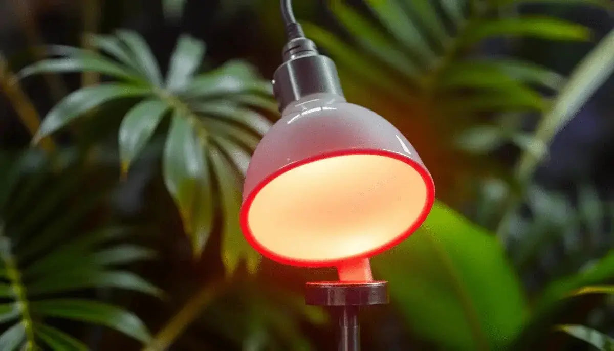 "Top Heat Lamps for Ball Pythons: Expert Recommendations and Tips" - Talis Us