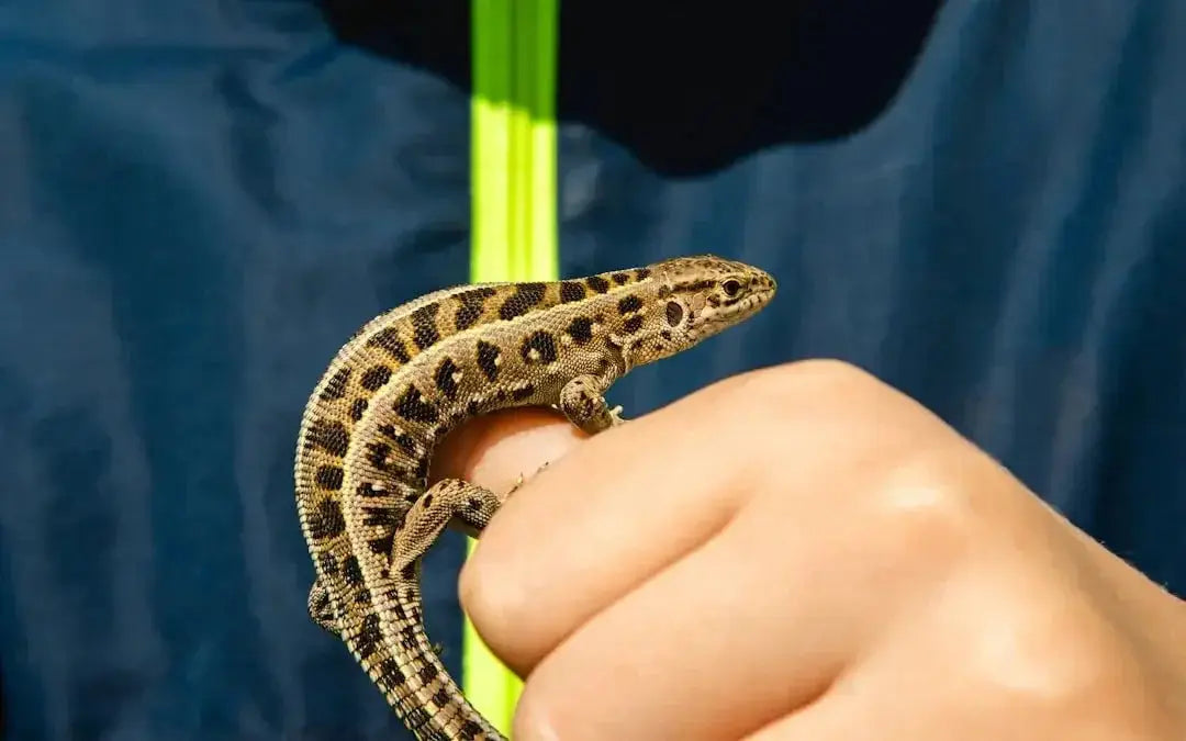 Top Hygrometers for Reptile Enthusiasts