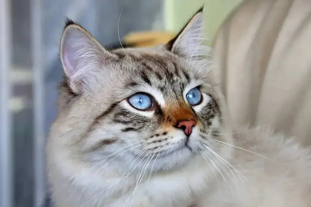 Top Hypoallergenic Cat Breeds for Allergies