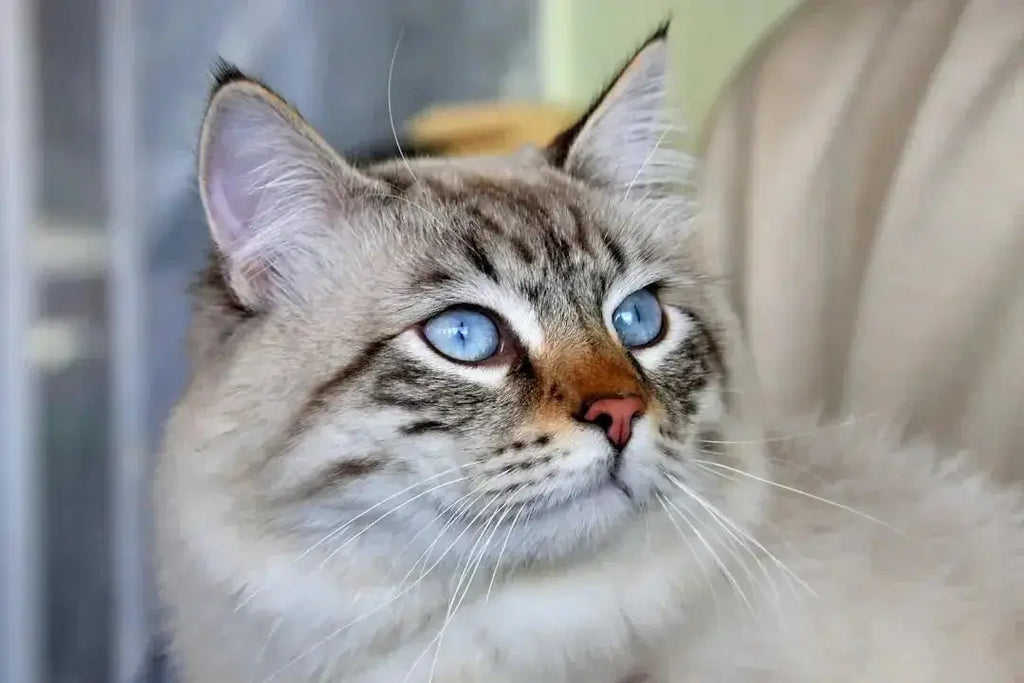Top Hypoallergenic Cat Breeds for Allergies