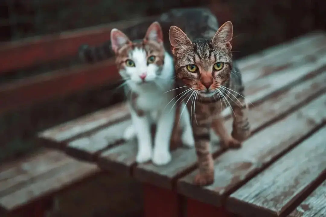 Top Hypoallergenic Cat Breeds for Allergies