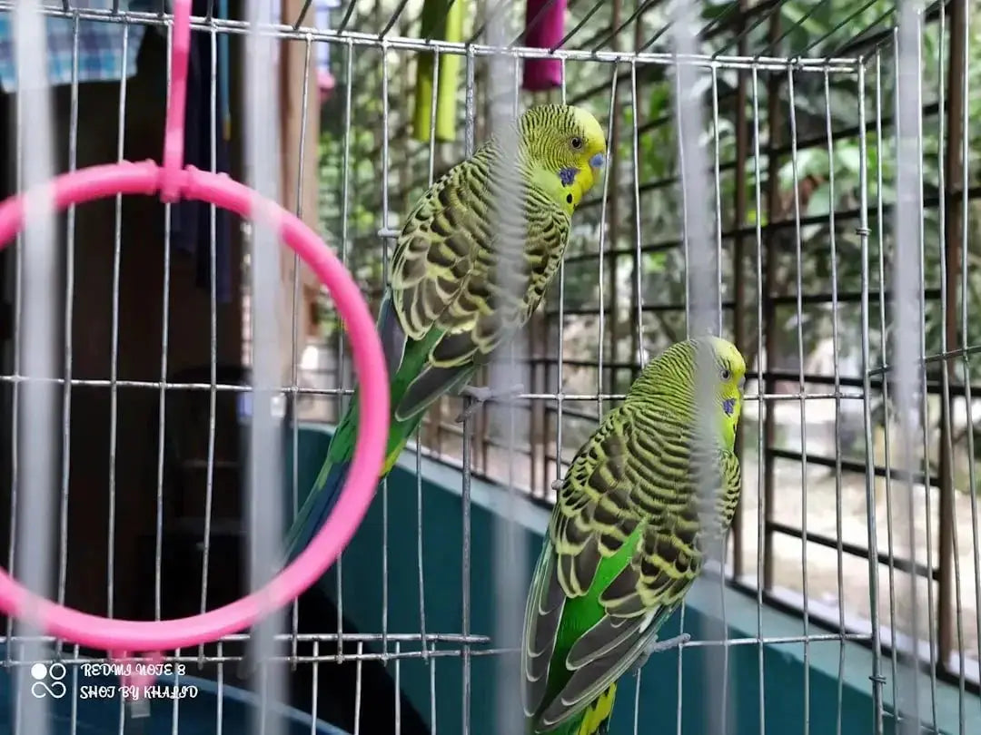 Top Parrot Bird Cages Available Online