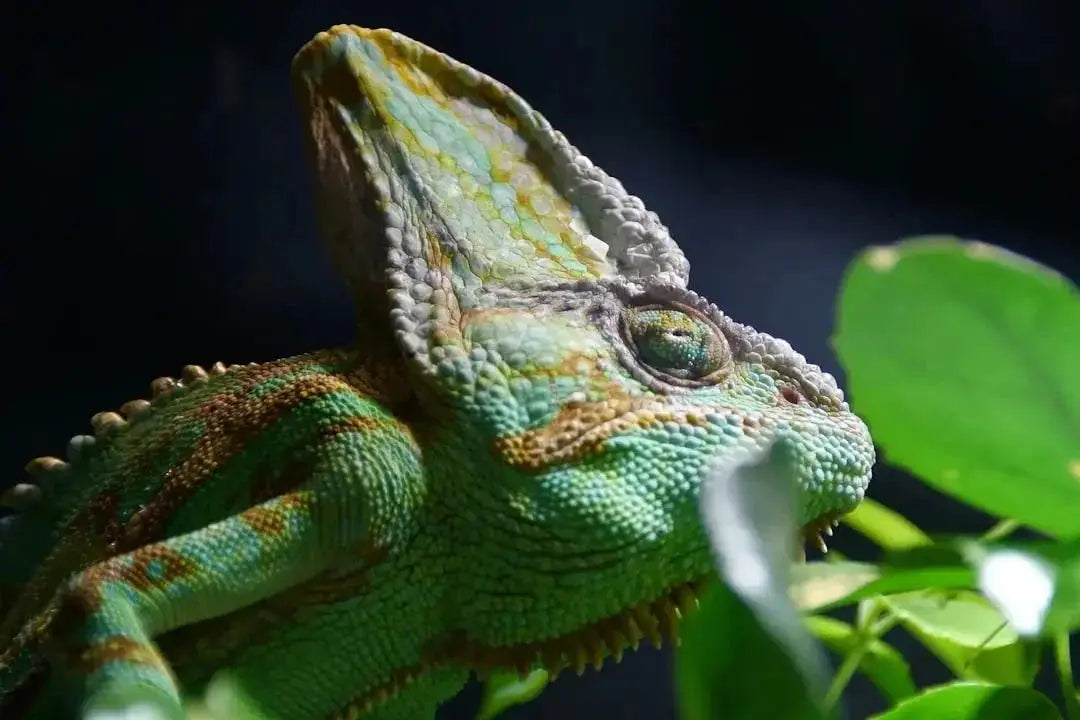 Top-rated pet food brands for reptiles and birds
