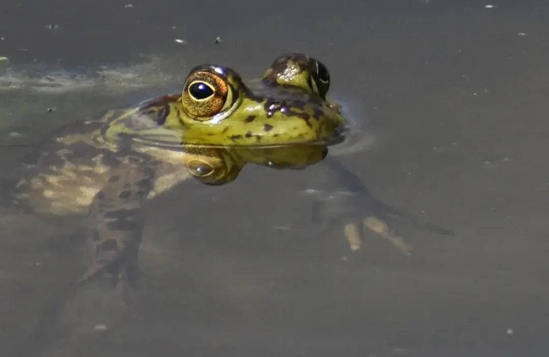 Transforming Tadpoles: A Complete Frog Kit Guide