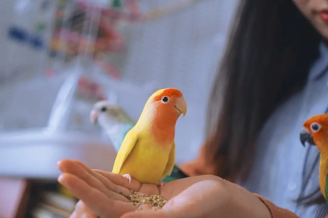 The Ultimate Guide to Bird Care: Essential & Specialty Products for Aviary Enthusiasts