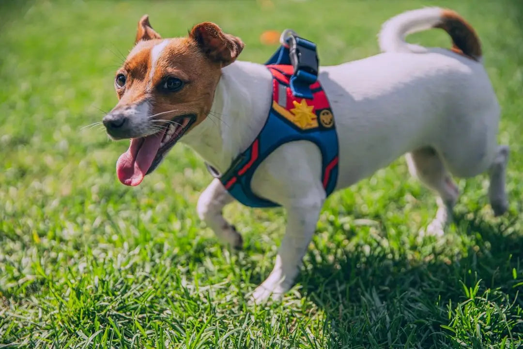 The Ultimate Guide to Choosing the Best Dog Harness: Air-Mesh, Lightweight & Comfortable Vests for Every Pup