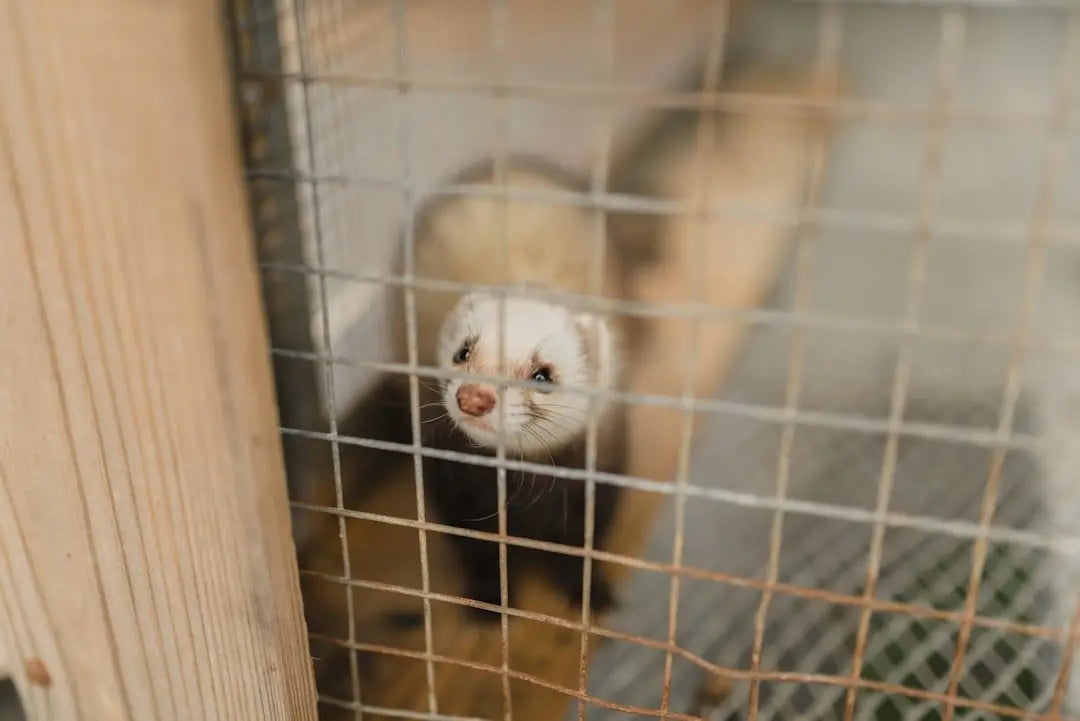 The Ultimate Guide to Choosing the Best Ferret Treats for a Happy, Healthy Pet