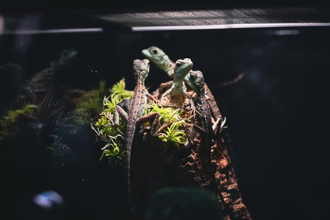 The Ultimate Guide to Choosing and Setting Up a Clear Acrylic Reptile Breeding Box