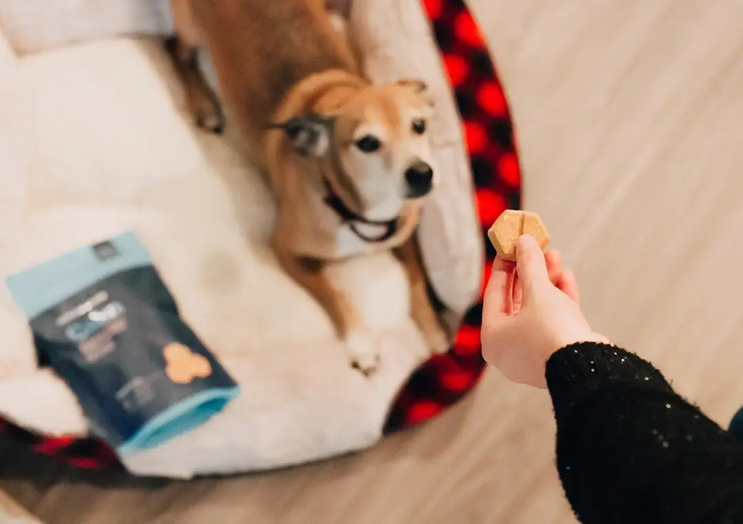The Ultimate Guide to Wild Boar Dog Treats: Benefits, Brands, and Where to Buy