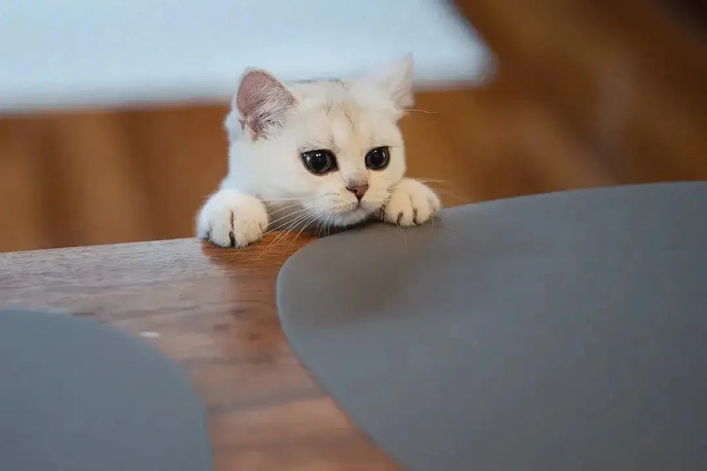 Understanding Allergenic Cat Food Options