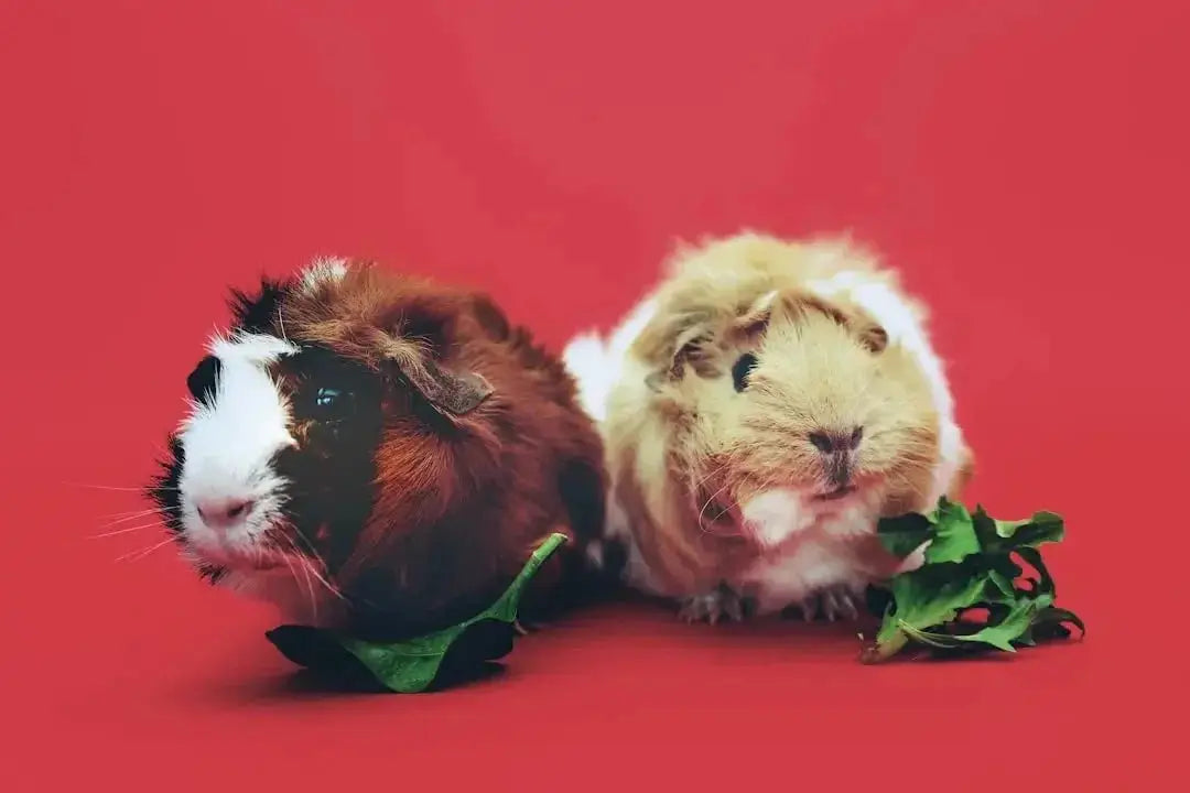 Understanding and Managing Guinea Pig Allergies - Talis Us