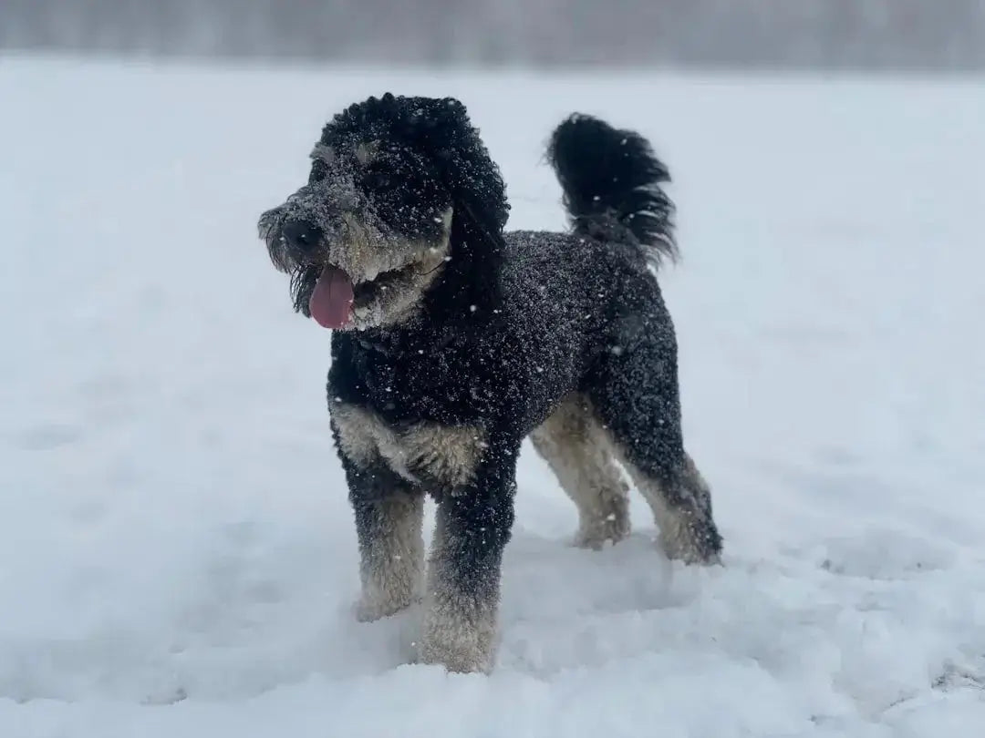 Understanding the Aussiedoodle: A Complete Guide