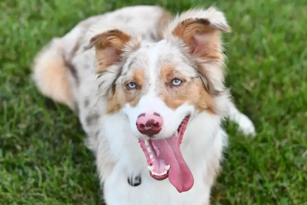 Understanding the Australian Shepherd's Temperament