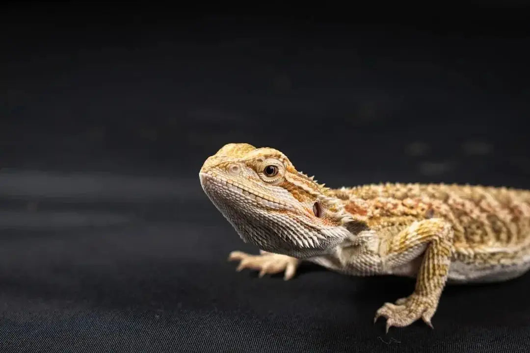 Understanding Bearded Dragon Hibernation Patterns