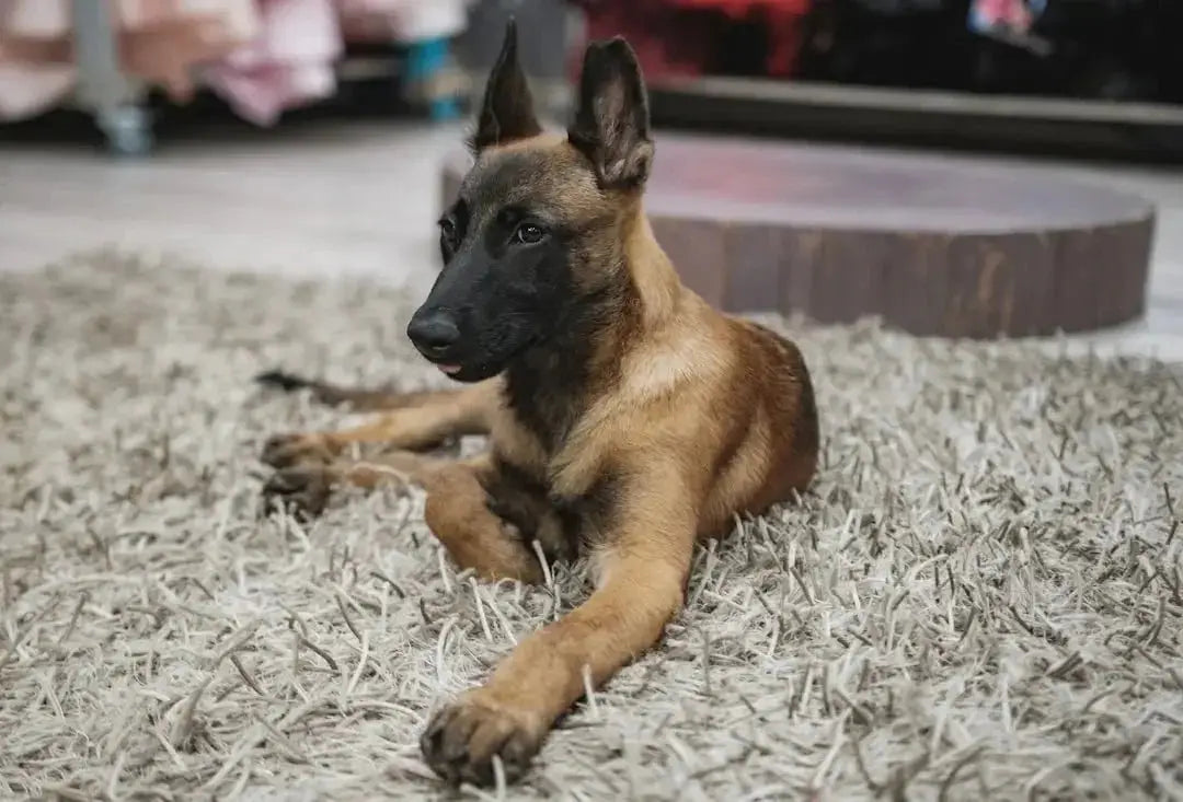 Understanding the Belgian Malinois Temperament