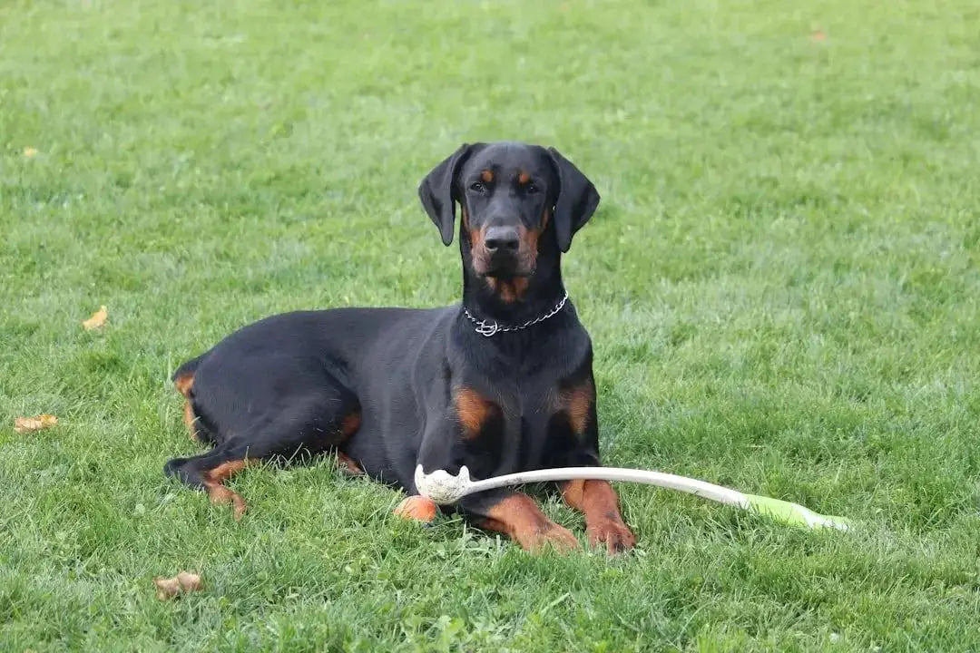 Understanding the Benefits of Bully Sticks