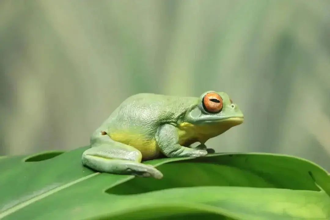 Understanding the Benefits of Frog Foggers