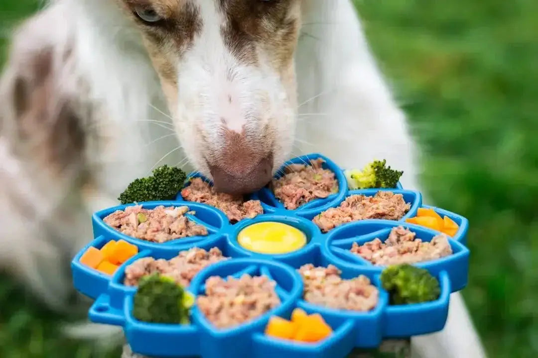 Understanding the Benefits of NutriSource Dog Food