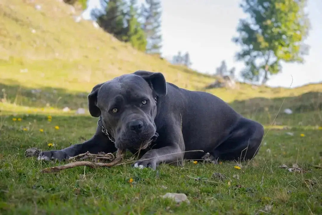 Understanding the Cane Corso: A Comprehensive Guide