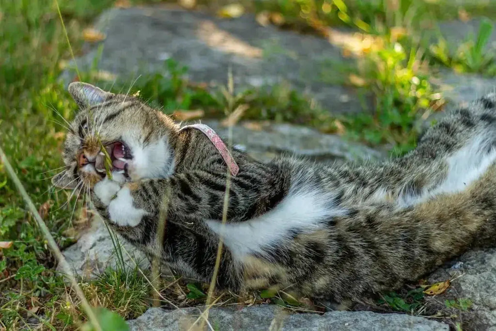 Understanding Catnip: Safe for Cats?