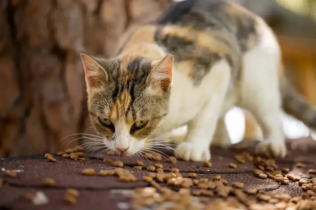 Understanding Cats and Peanut Consumption Risks