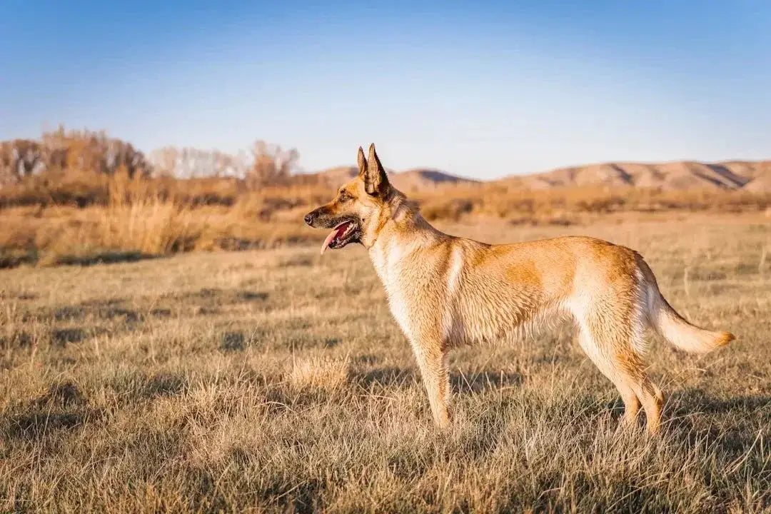 Understanding the Costs of Belgian Malinois Ownership