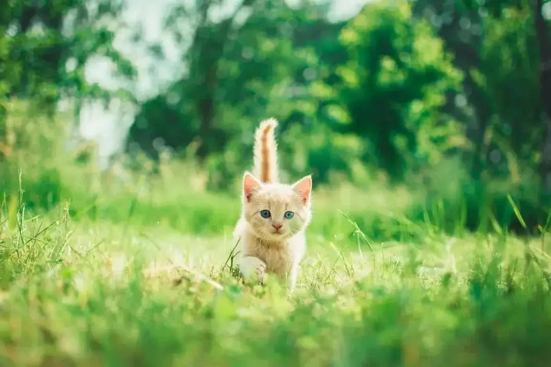 Understanding the Dangers of Chocolate for Cats