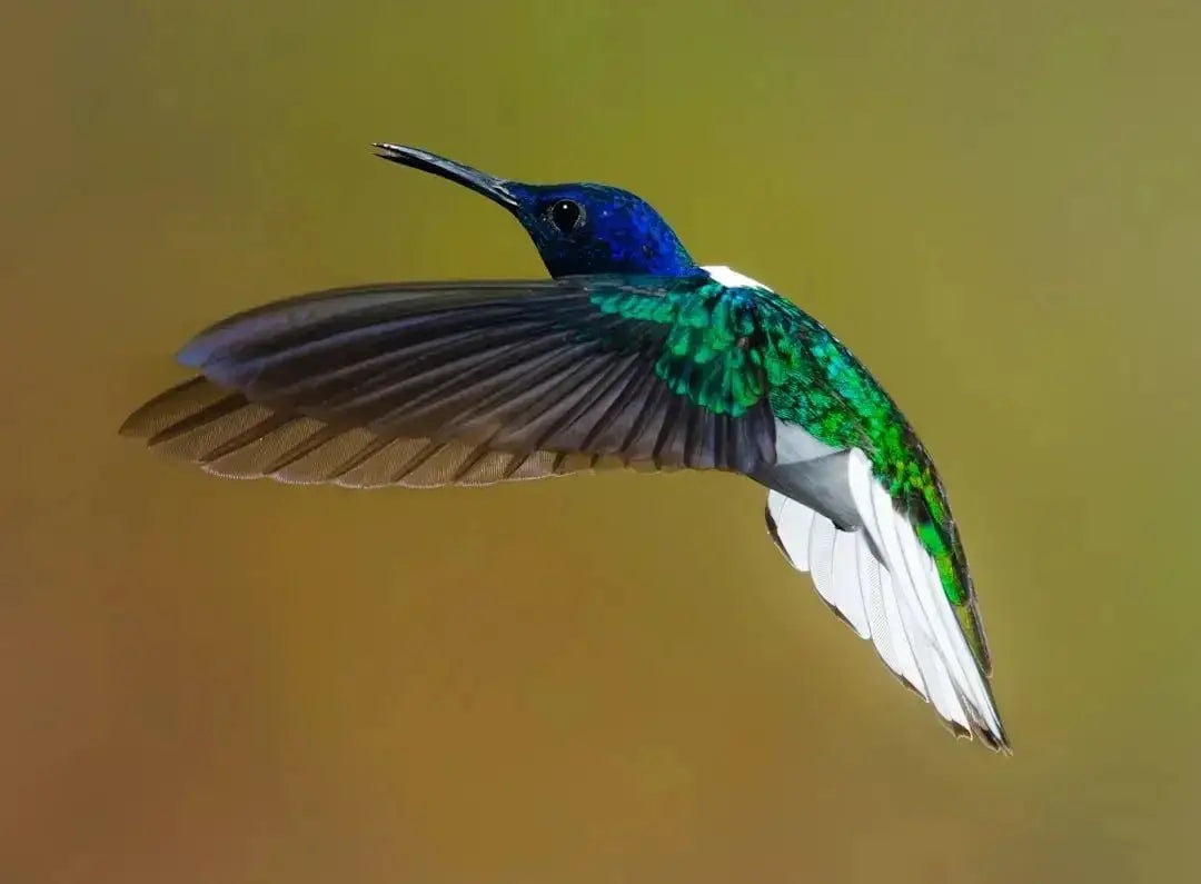 Understanding the Ethics of Clipping Bird Wings