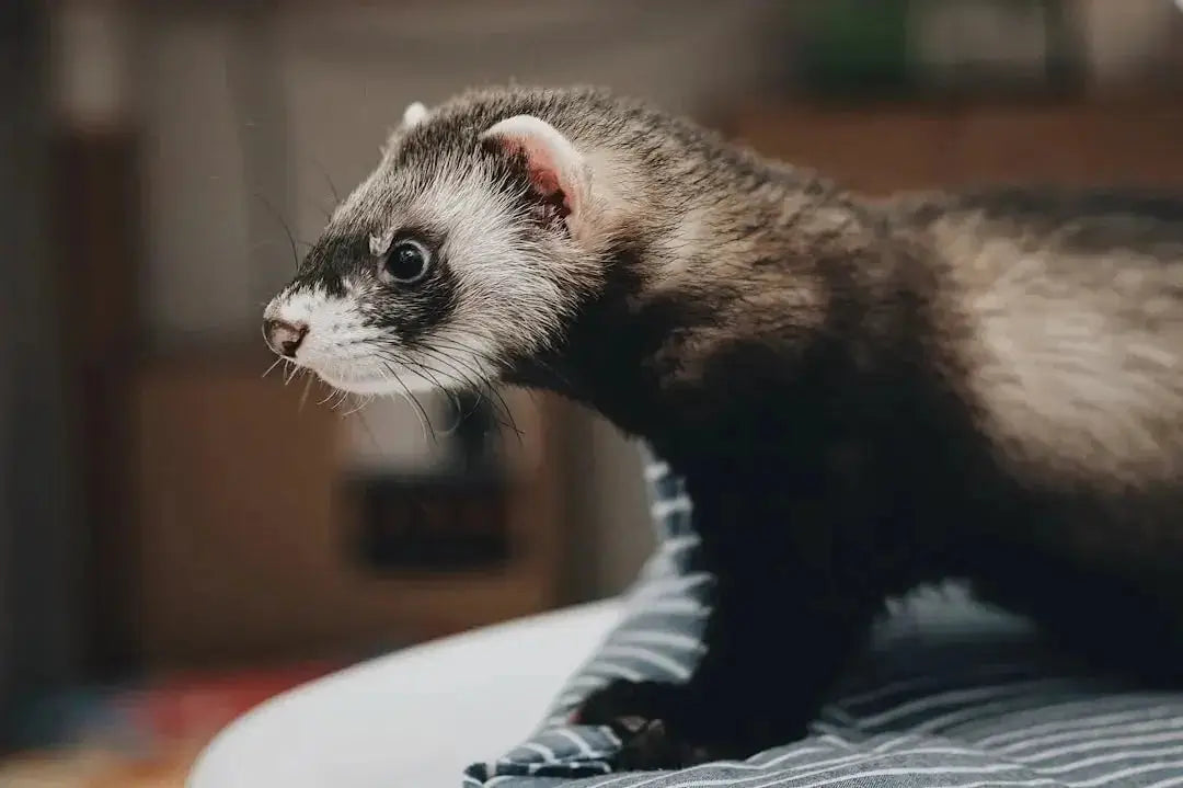 Understanding Ferrets: Allergies and Management Tips - Talis Us