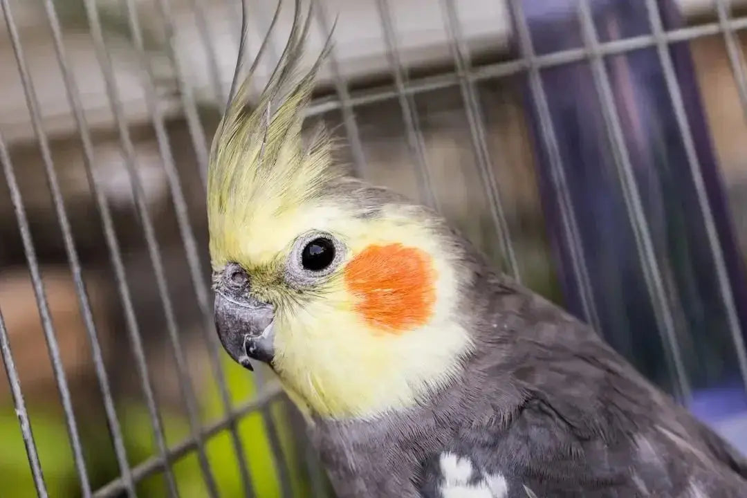 Understanding Ideal Temperature for Cockatiels