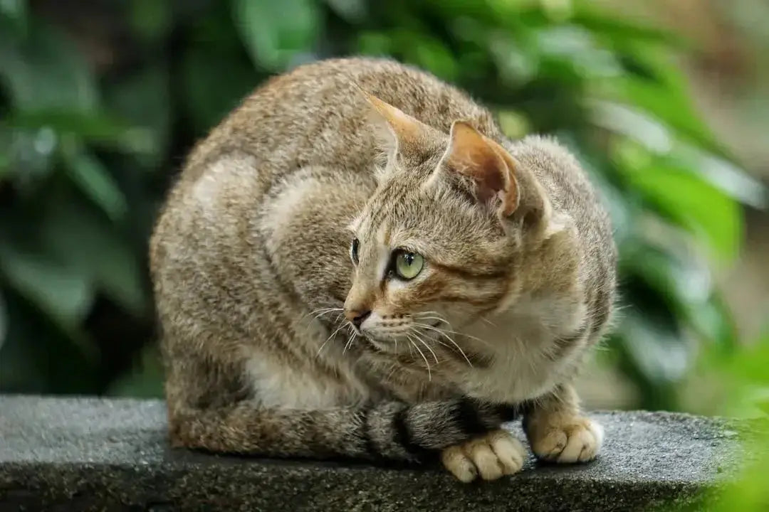 Understanding Maine Coon Cats and Allergies