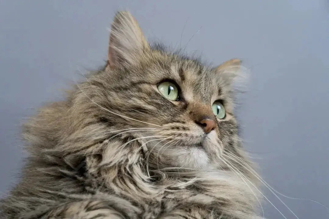 Understanding the Maine Coon Personality Traits