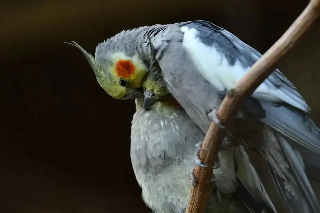 Understanding the Necessity of Bird Beak Trimming
