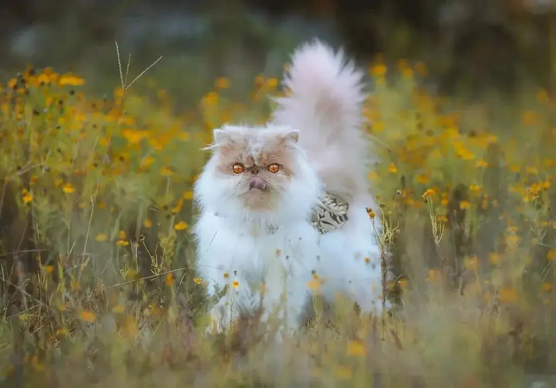 Understanding Persian Kittens and Allergies