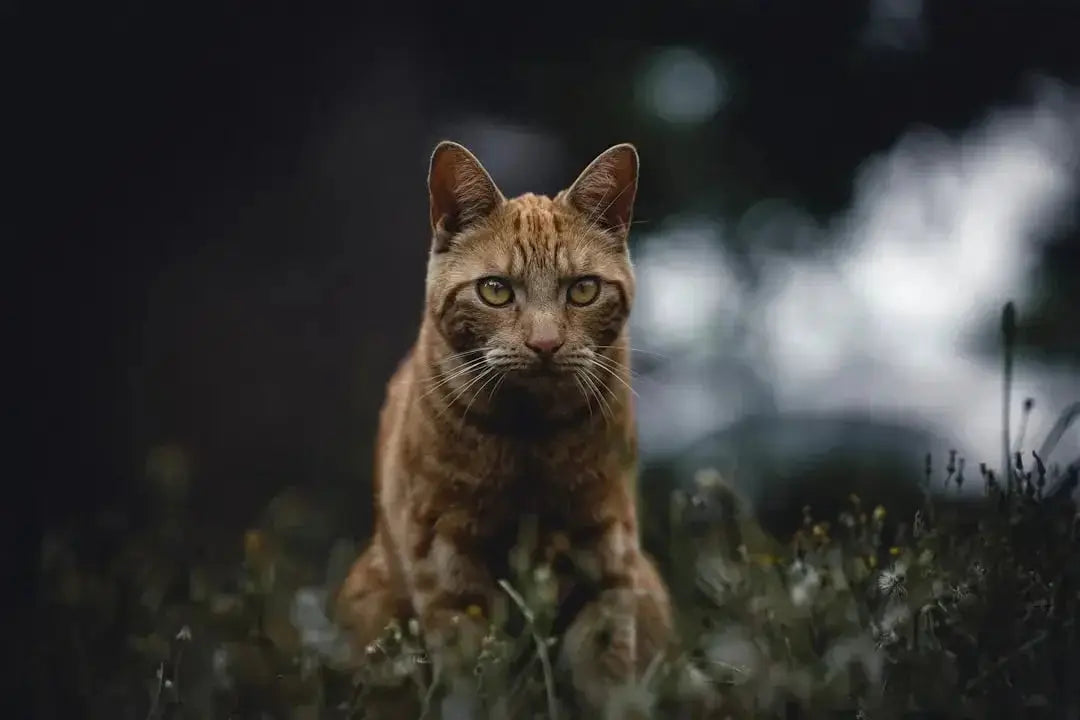 Understanding the Unique Traits of Savannah Cats