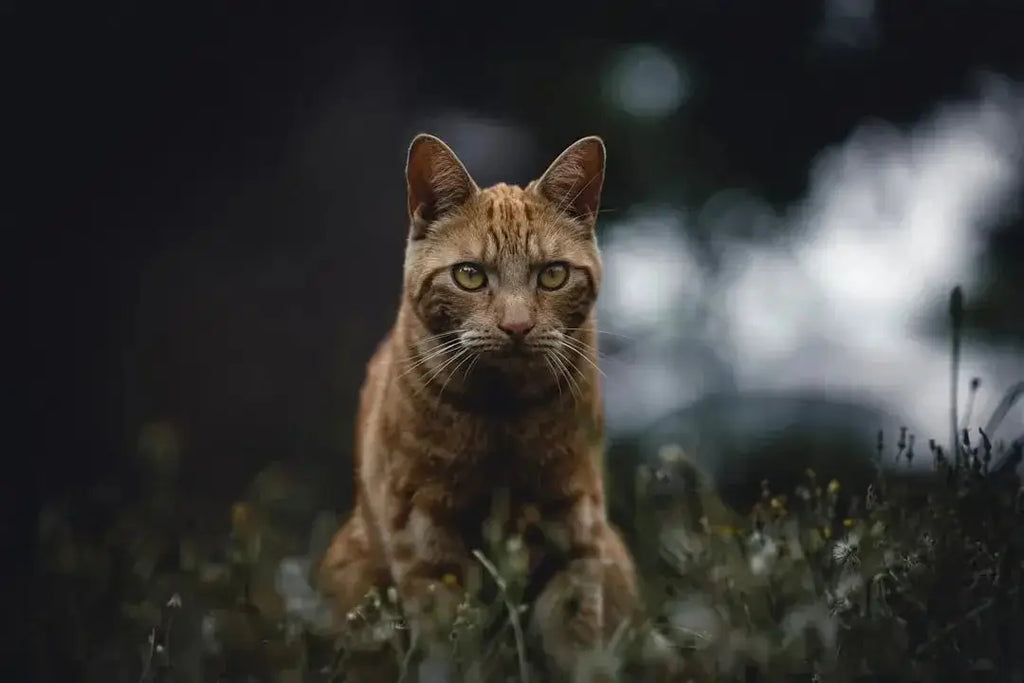 Understanding the Unique Traits of Savannah Cats