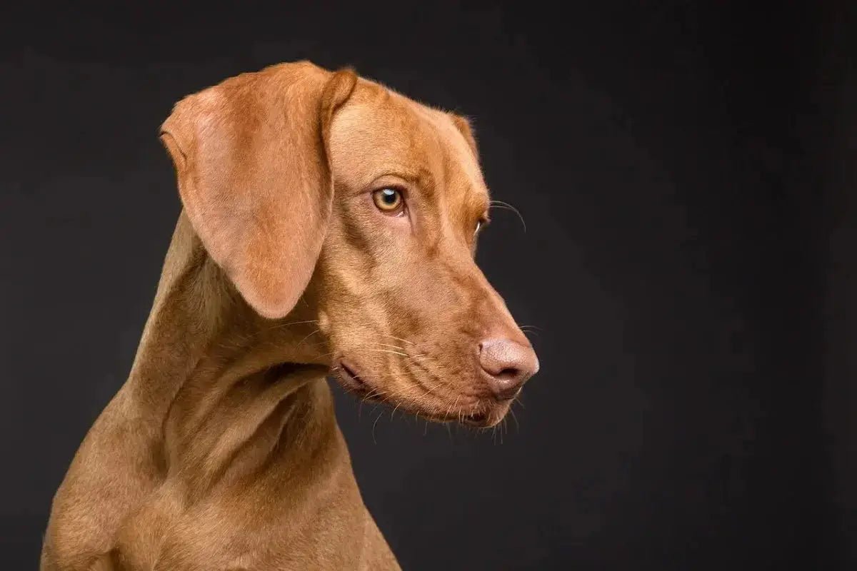 Unlocking the Benefits of Unique Pet Supplies for Every Pet Breed and Species