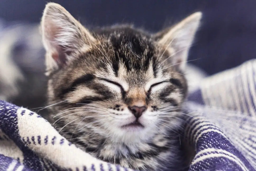 Why Your Vet Might Recommend Hypoallergenic Cat Food