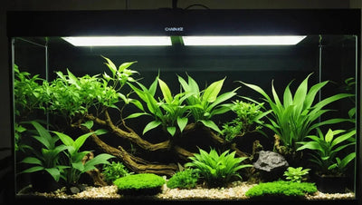 Vivarium Dimming Thermostat: Control Temperature in Your Vivarium - Talis Us