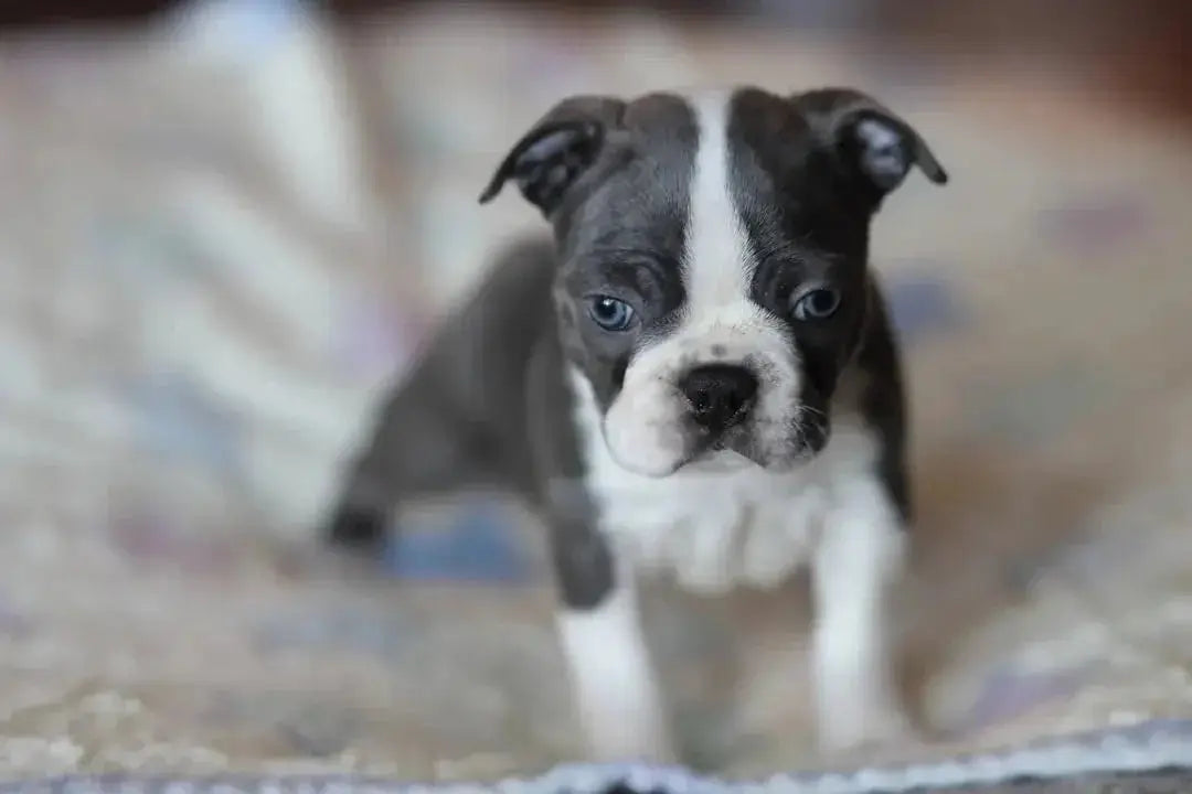 Wet Dog Food Guide: Choosing the Right Canned Options