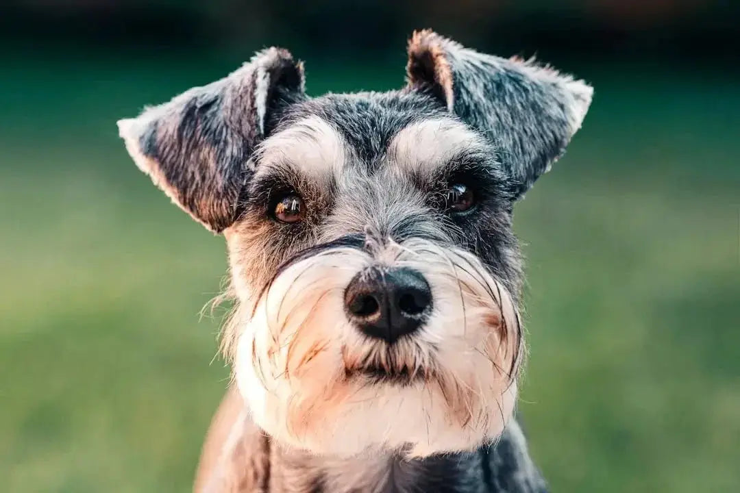 Wet dog food for senior dogs