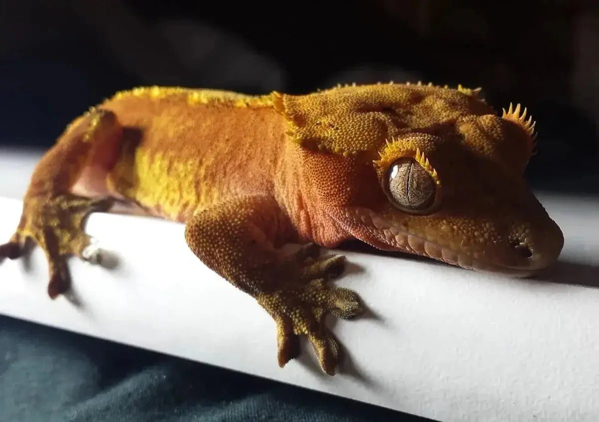 What Can Crested Geckos Eat?