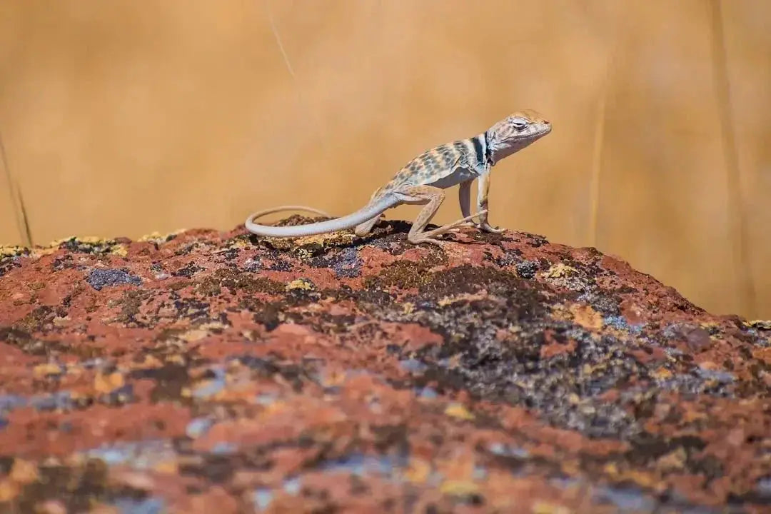 What Temp Should a Leopard Gecko Tank Be