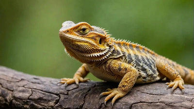 Where to Buy Bearded Dragon Food - Talis Us