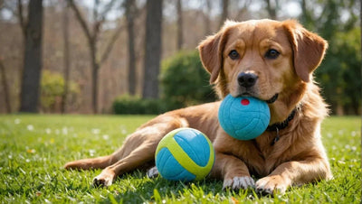Why Dogs Love Toys: Understanding Their Affinity for Play - Talis Us