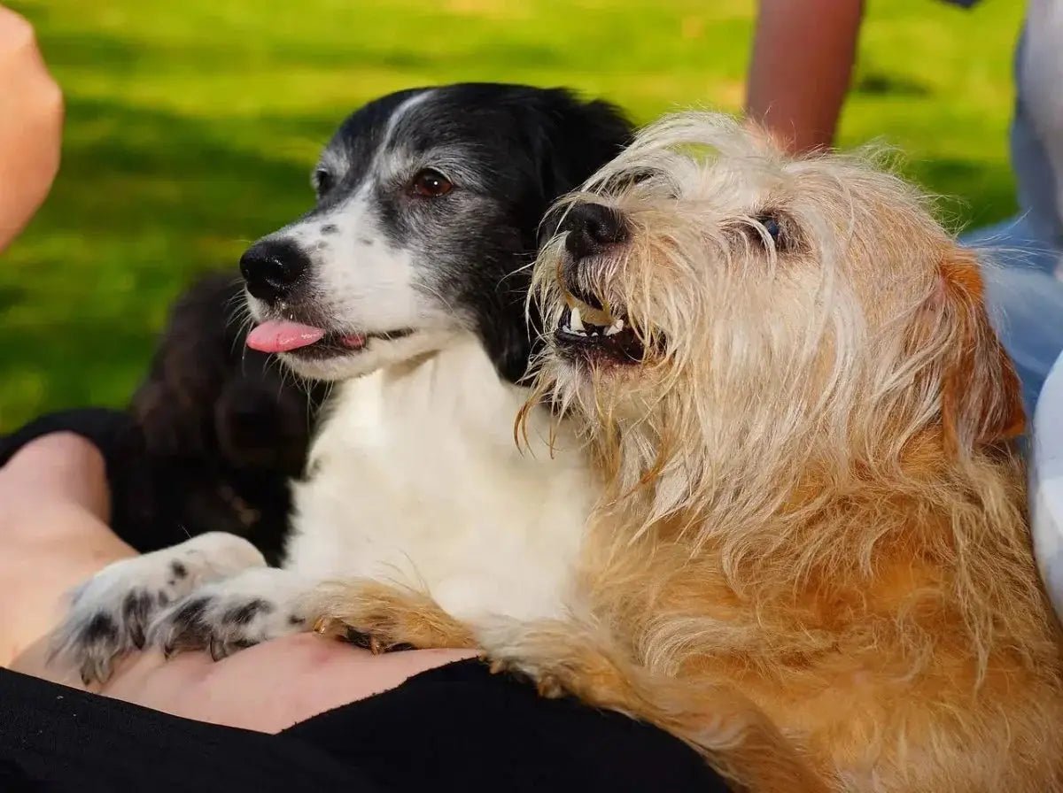 Why Freeze Dried Dog Treats Are The Perfect Treat for Your Furry Friend