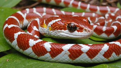 Why Isn't My Corn Snake Eating? - Talis Us